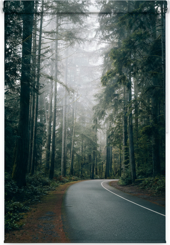 Foggy pine road tree poster - TenStickers