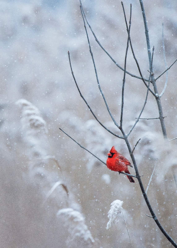 Christmas poster of the christmas bird - TenStickers