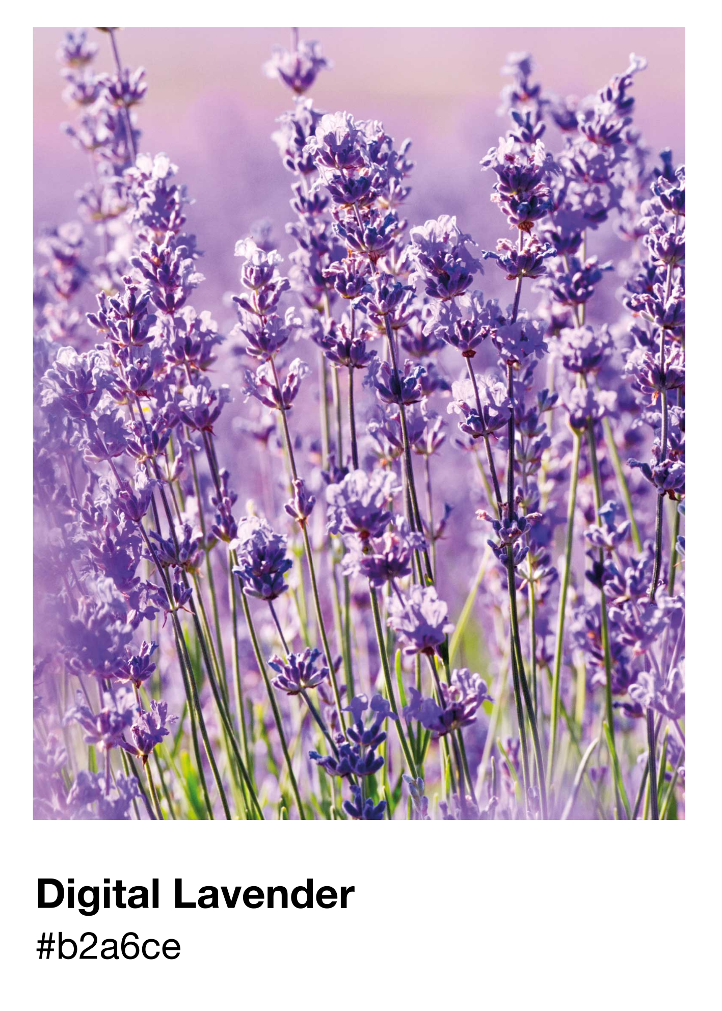 Pantone digital lavender poster - TenStickers