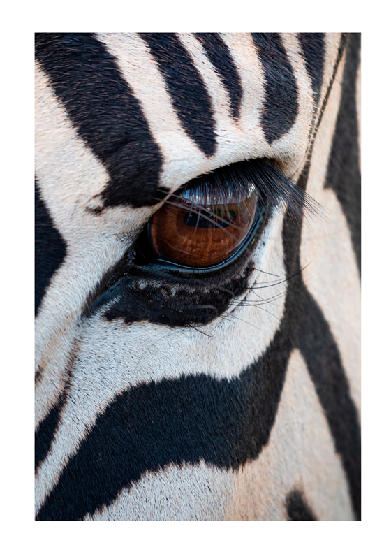 The Zebra's Eye animal poster - TenStickers
