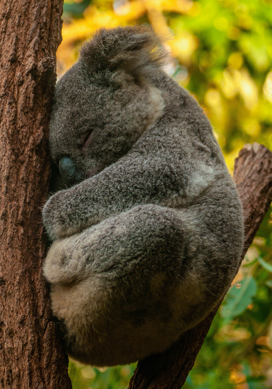 The koala is sleeping. poster for teenager - TenStickers