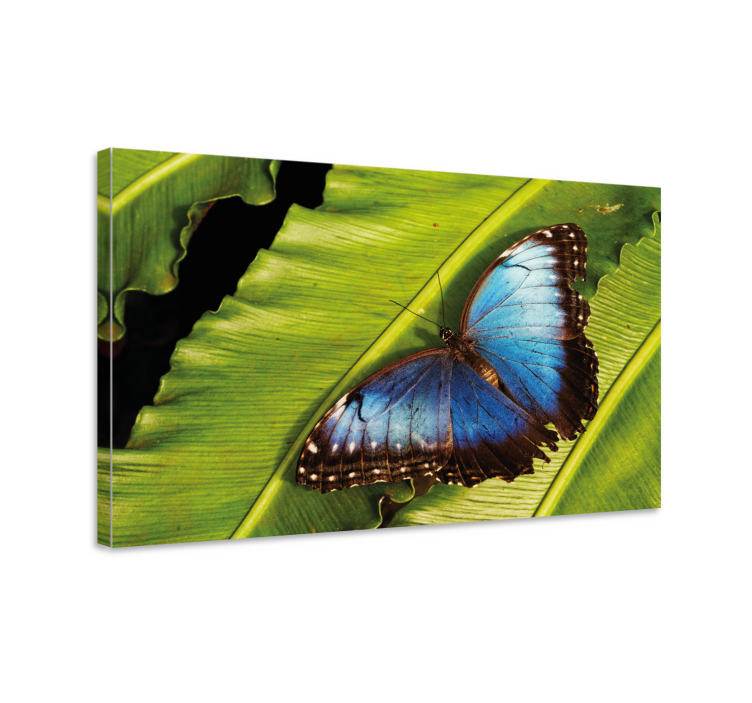 blue butterfly detail butterfly canvas wall art - TenStickers