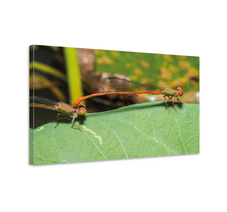 Lullaby reproduction dragonfly canvas - TenStickers