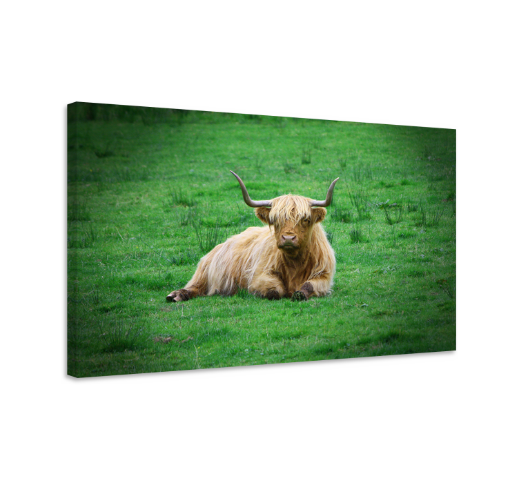 Highland cow in field animal canvas prints - TenStickers