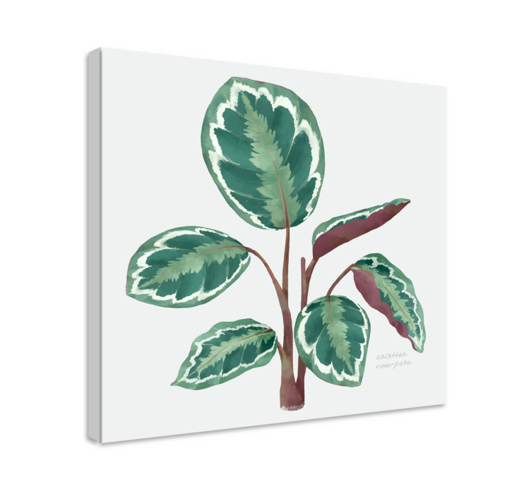 Calathea plant  canvas prints - TenStickers