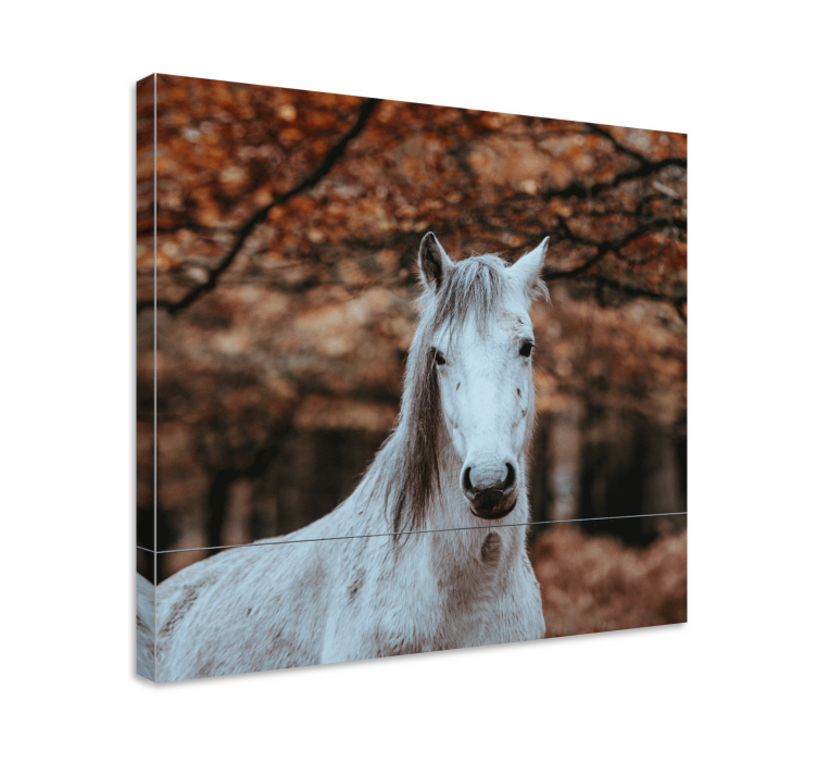 Majestic White Animal horse wall art - TenStickers