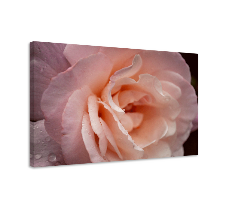 Delicate rose bloom flowers canvas - TenStickers