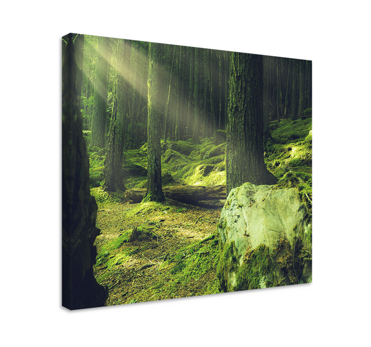 "Nature" rocks moss in forest Tree wall canvas - TenStickers