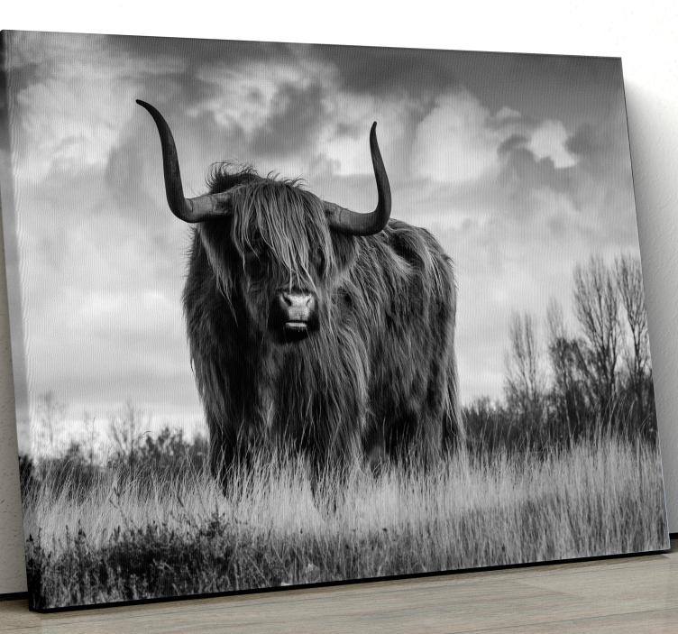 Black and white highland cattle animal canvas - TenStickers