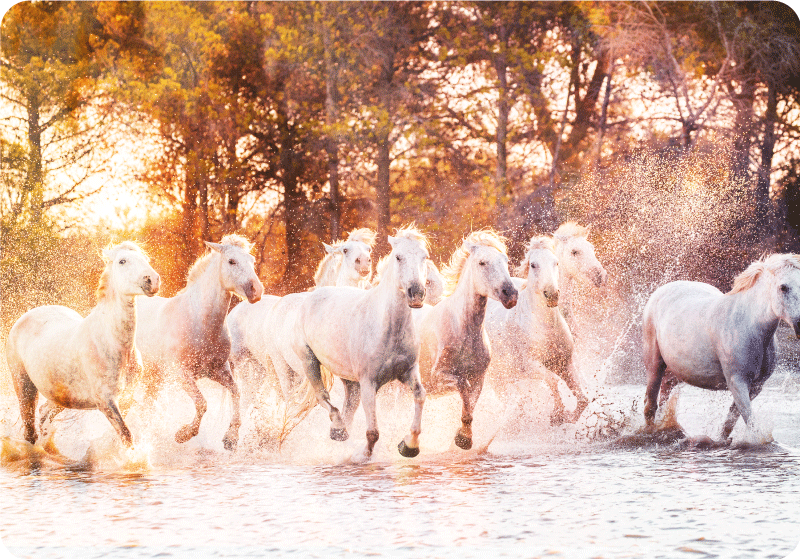 Animal vinyl rug wild horses at sunset - TenStickers