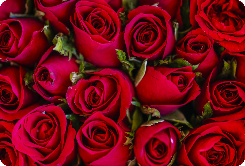 Red floral style flower vinyl rug - TenStickers