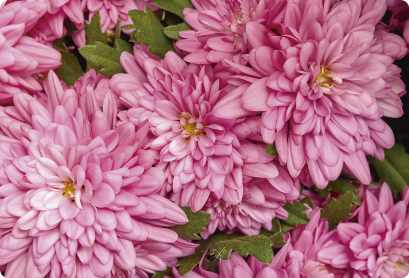 Pink floral spring flower vinyl rug - TenStickers