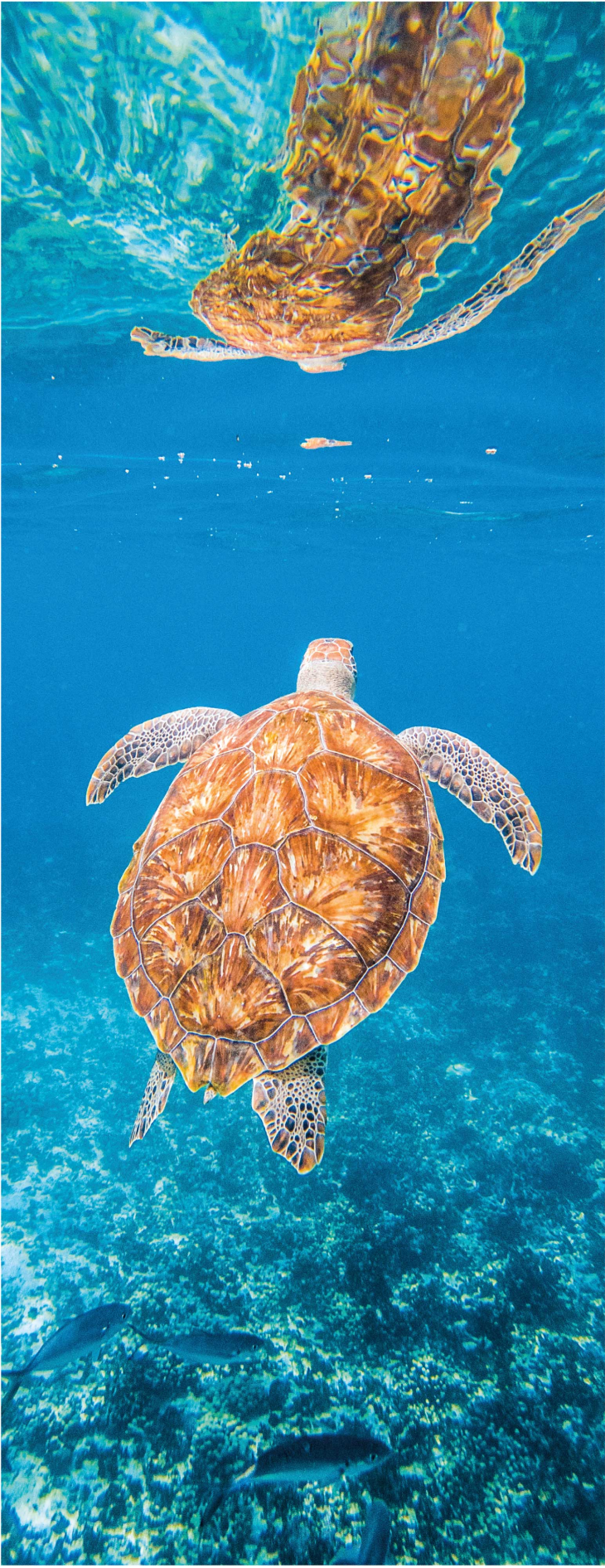 Bathroom vinyl rug featuring a beautiful turtle underwater - TenStickers