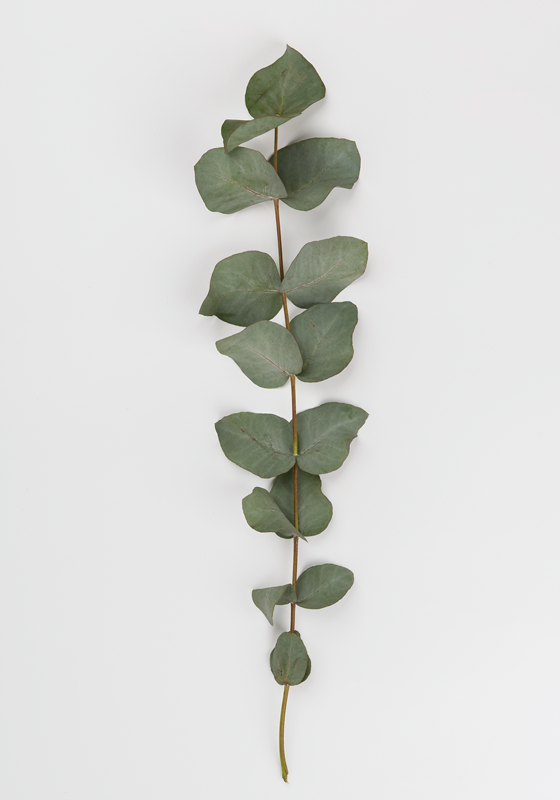 Flower vinyl rug eucalyptus leaves design - TenStickers