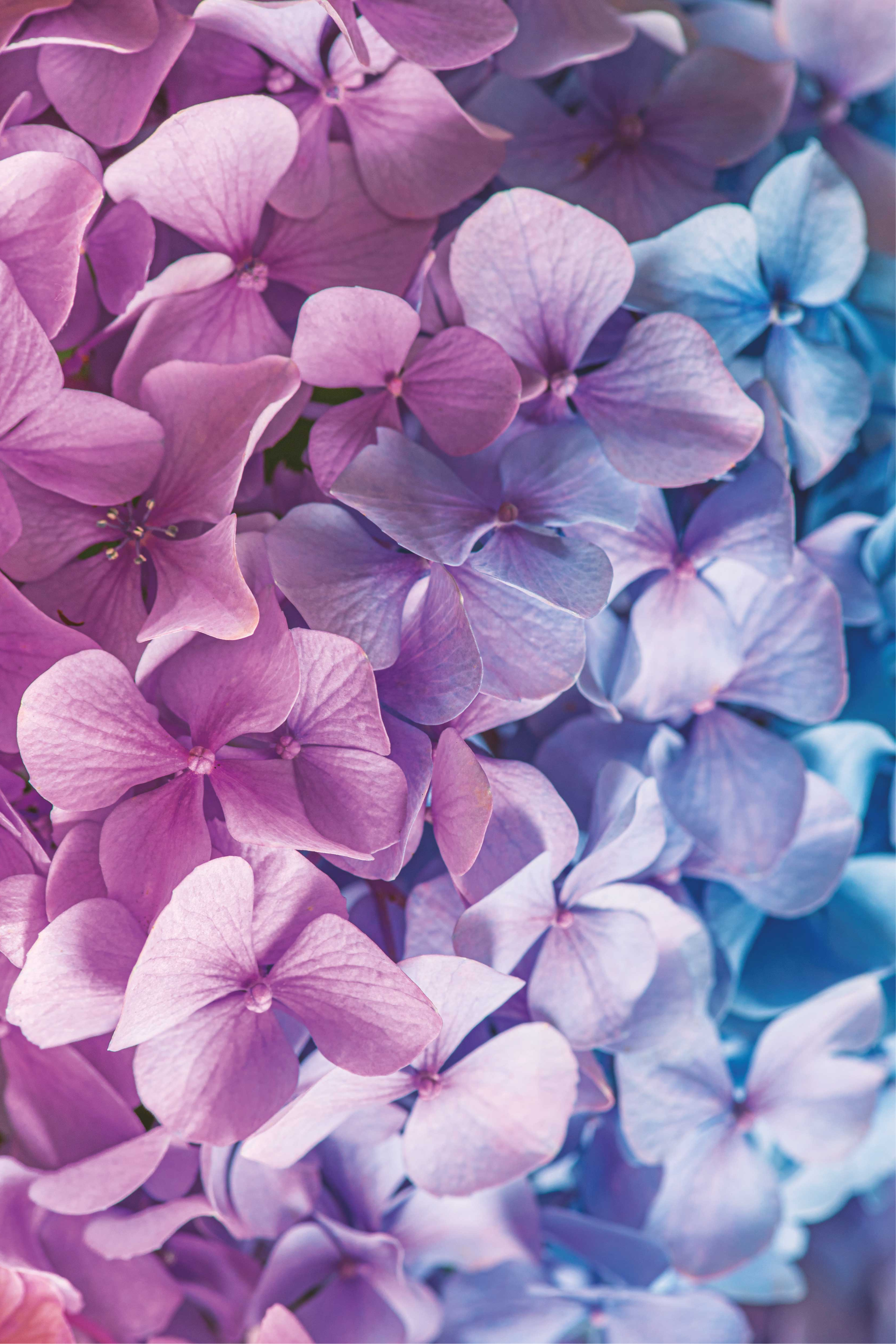 Purple vinyl rug with assorted hydrangea blooms - TenStickers