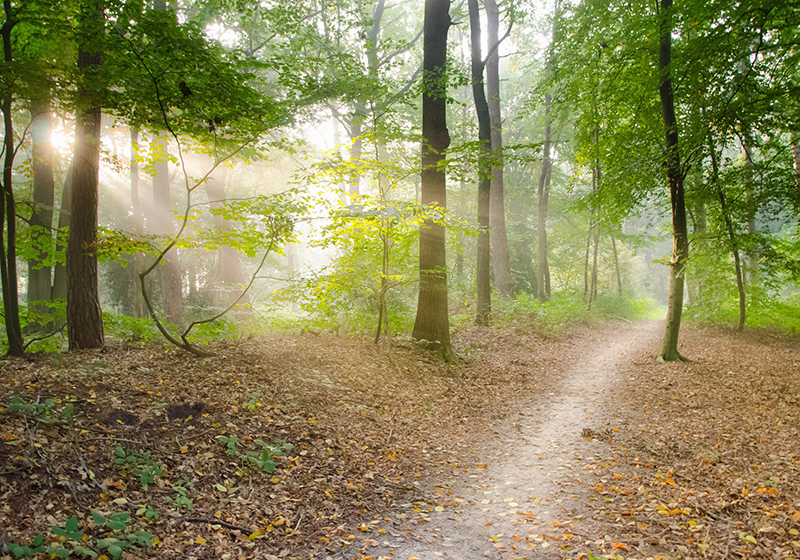 Green vinyl rug forest path calm - TenStickers