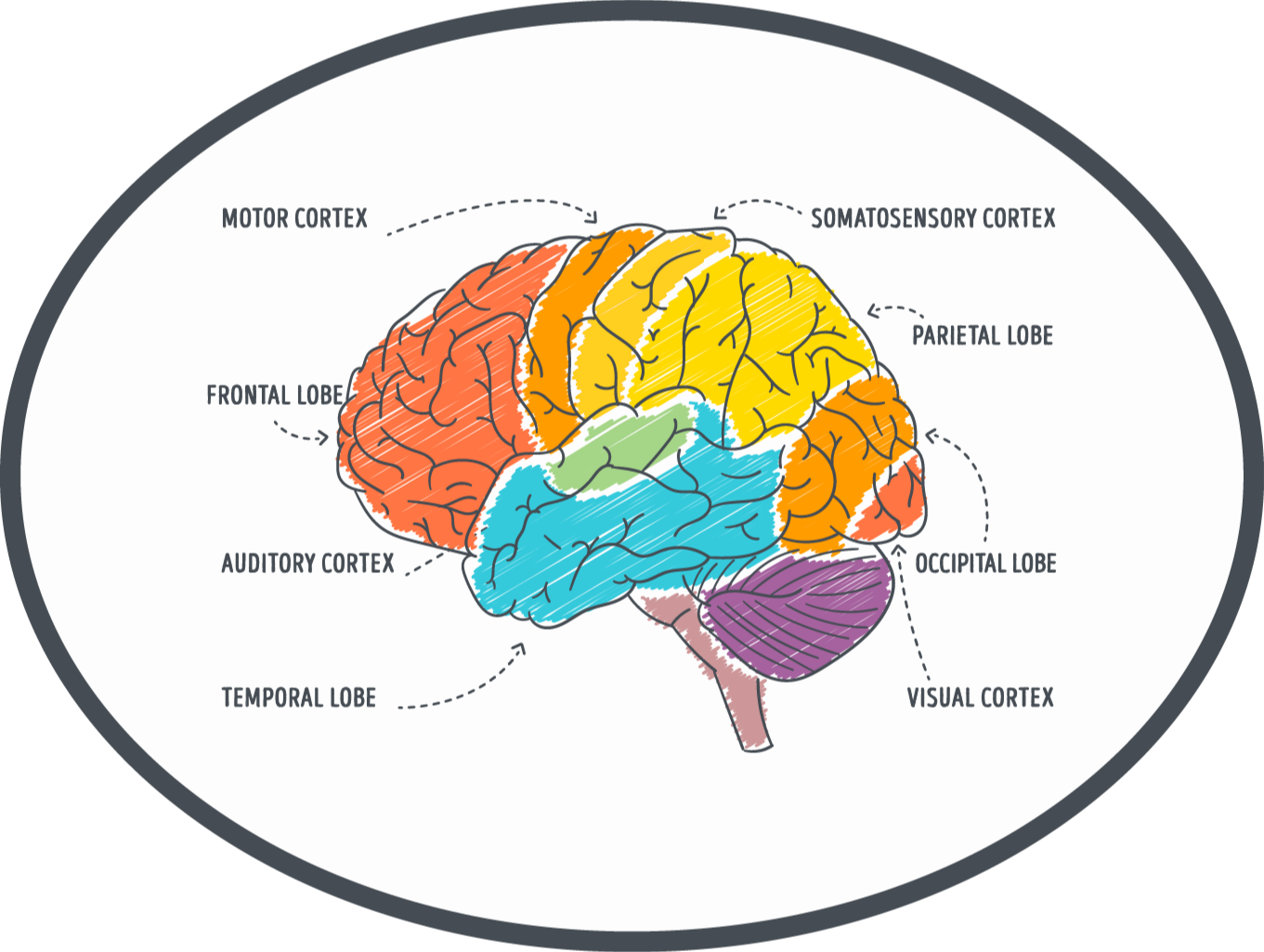 Parts of the Brain modern rug - TenStickers