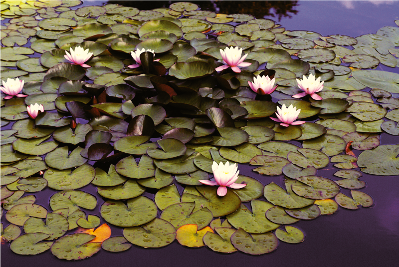 Lotus in pond floral vinyl rug - TenStickers