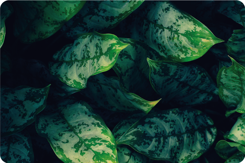 Vibrant Green Leaves nature vinyl rug - TenStickers