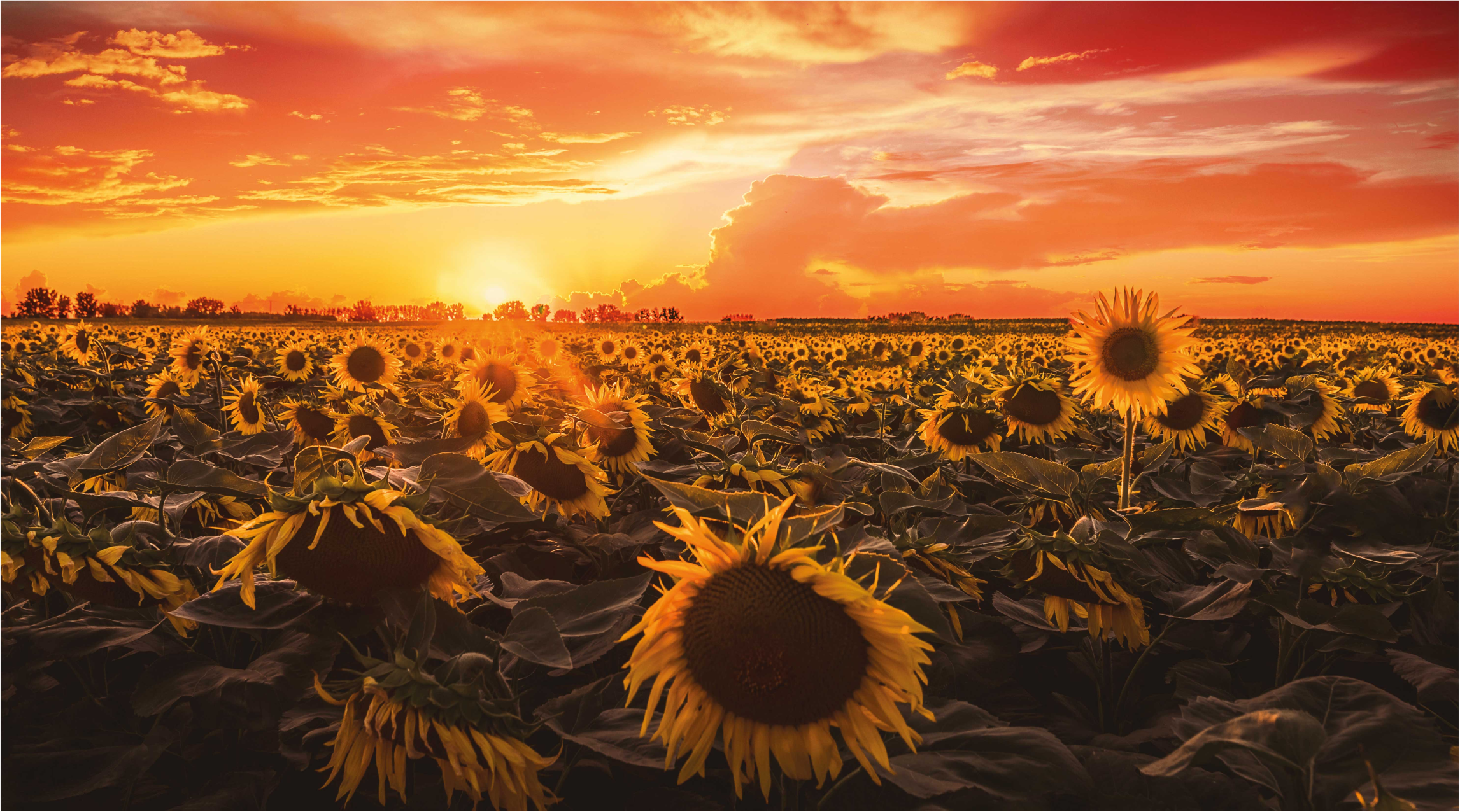 Sunflower Sunset Scene flower vinyl rug - TenStickers