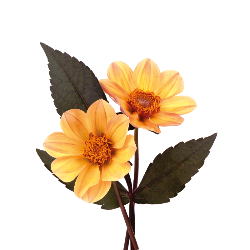 Lively Bloom Composition flower vinyl rug - TenStickers