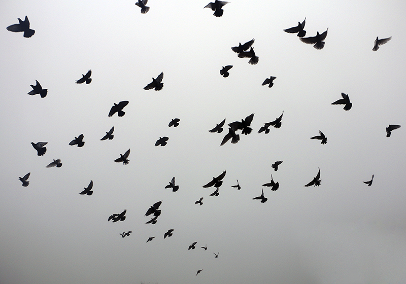 Flying Birds Pattern vinyl rug - TenStickers