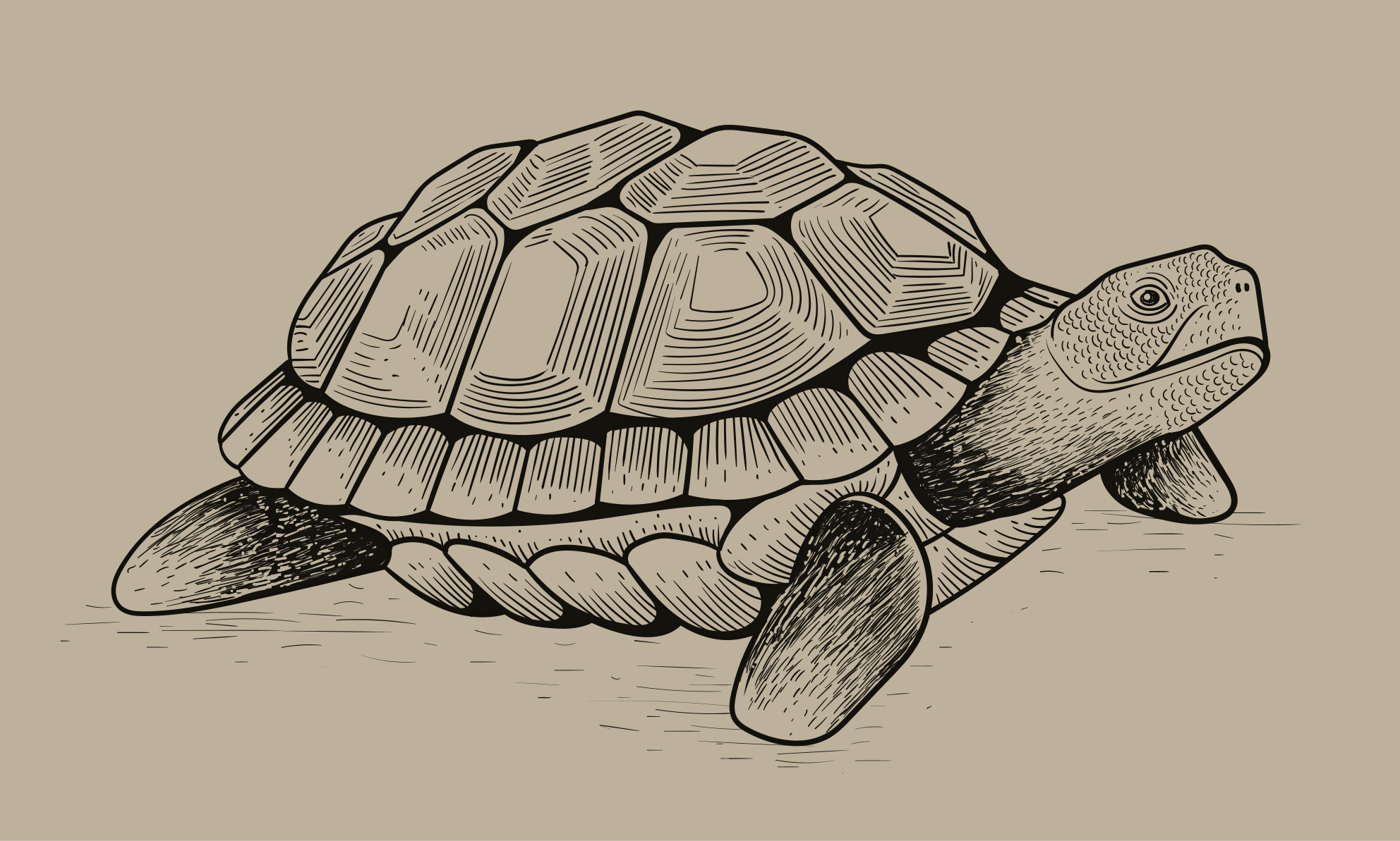 Tortoise Illustration animal vinyl rug - TenStickers